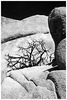 Bare bush and rocks in Hidden Valley. Joshua Tree National Park, California, USA. (black and white)