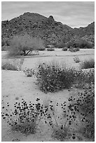 Desert wildflowers in bloom on sandy flat. Joshua Tree National Park ( black and white)