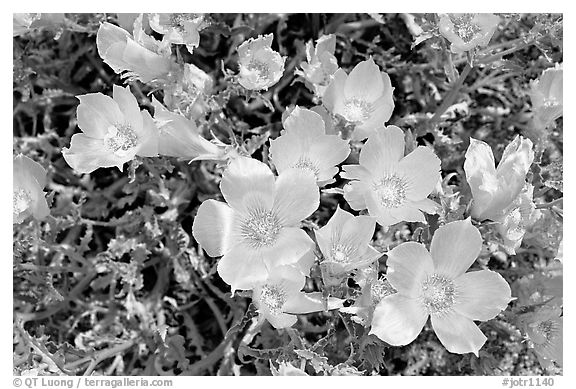 Blazing Star flowers. Joshua Tree National Park, California, USA.