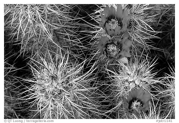 Engelmann Hedgehog cactus in bloom. Joshua Tree National Park, California, USA.