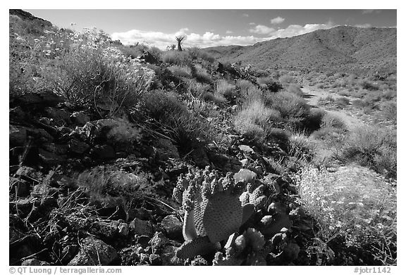 Beavertail cactus and brittlebush. Joshua Tree National Park (black and white)