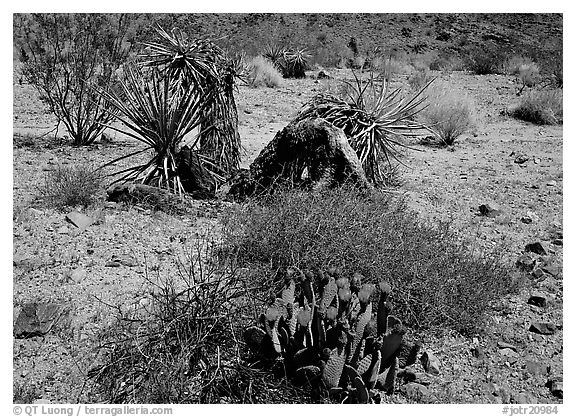 Variety of desert plants. Joshua Tree  National Park (black and white)