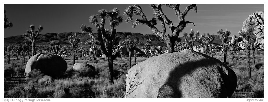 High Mojave desert scenery with boulders and Joshua Trees. Joshua Tree National Park (black and white)
