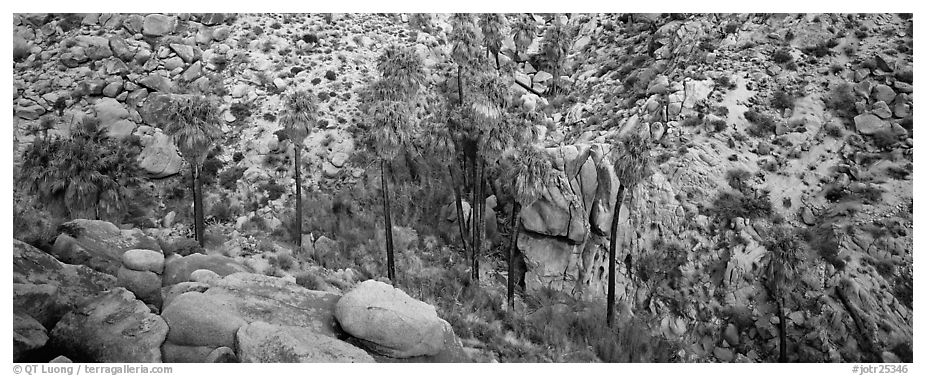 Desert oasis with palm trees in arid landscape. Joshua Tree National Park (black and white)