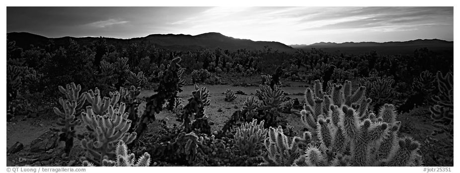 Thorny cactus at sunrise. Joshua Tree National Park (black and white)