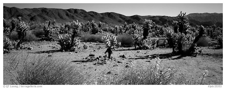 Desert landscape with yellow blooms on bush and cactus. Joshua Tree National Park (black and white)