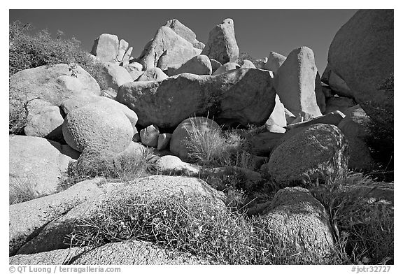 Wildflowers and boulders. Joshua Tree National Park (black and white)