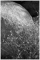 Wildflowers and boulder. Joshua Tree National Park, California, USA. (black and white)