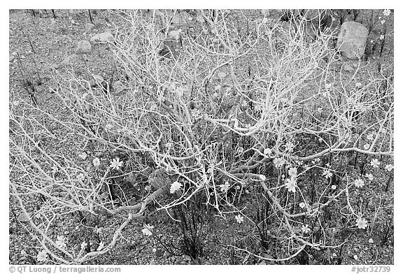 Coreopsis and plant squeleton. Joshua Tree National Park, California, USA.