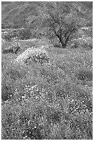 Carpet of Arizona Lupine, Desert Dandelion, and Brittlebush near the Southern Entrance. Joshua Tree National Park, California, USA. (black and white)