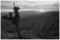 Yucca at sunset, Keys View. Joshua Tree National Park, California, USA. (black and white)