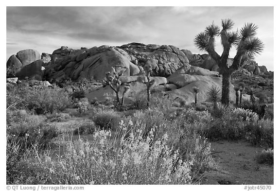 Flowering desert shrub, joshua trees, and rocks. Joshua Tree National Park (black and white)