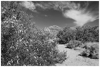 Sandy wash with desert tree blooming. Joshua Tree National Park, California, USA. (black and white)