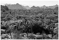 Forest of Joshua trees and distant rocks, Hidden Valley. Joshua Tree National Park ( black and white)