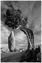 Balanced rock and leaning juniper, Jumbo Rocks. Joshua Tree National Park ( black and white)
