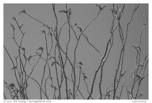 Candlewood (Fouquieria splendens) flowers. Joshua Tree National Park (black and white)