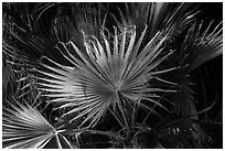 Palms, Cottonwood Spring. Joshua Tree National Park ( black and white)