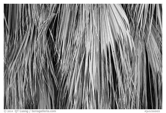 Close-up of dried palm leaves. Joshua Tree National Park (black and white)