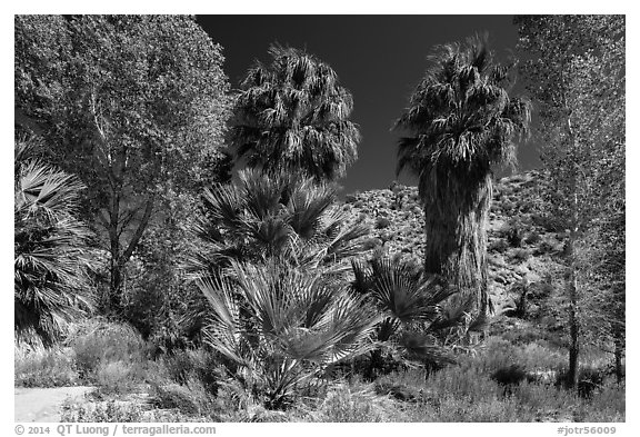 Cottonwoods and palm trees, Cottonwood Spring. Joshua Tree National Park (black and white)