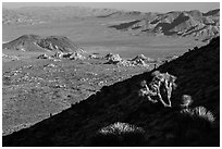 Cactus, slope in shade, and desert mountains. Joshua Tree National Park ( black and white)