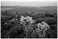 Cholla Cactus, yucca on Ryan Mountain, dusk. Joshua Tree National Park ( black and white)