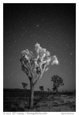 Joshua trees under clear sky with stars. Joshua Tree National Park (black and white)