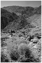 Barrel cactus and desert mountains. Joshua Tree National Park ( black and white)
