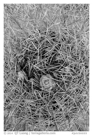 Close-up of barrel cactus in bloom. Joshua Tree National Park (black and white)