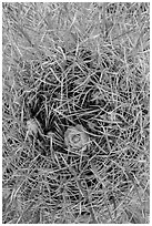 Close-up of barrel cactus in bloom. Joshua Tree National Park ( black and white)