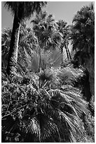 Lush vegetation in 49 Palms Oasis. Joshua Tree National Park ( black and white)