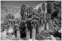 California fan palms, Forty-nine Palms Oasis. Joshua Tree National Park ( black and white)