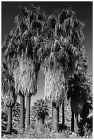 Native California fan palm trees. Joshua Tree National Park ( black and white)