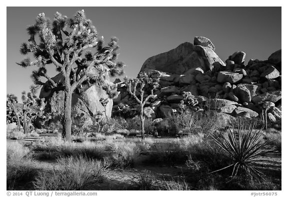 Joshua trees and boulder outcrops. Joshua Tree National Park (black and white)