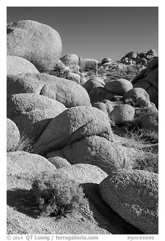 Sage and boulders, White Tanks. Joshua Tree National Park (black and white)