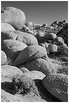 Sage and boulders, White Tanks. Joshua Tree National Park ( black and white)