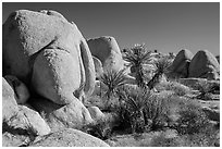 Yuccas and boulders, White Tanks. Joshua Tree National Park ( black and white)