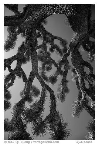 Looking up branches of Joshua tree. Joshua Tree National Park (black and white)