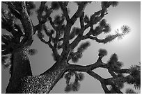 Joshua tree (Yucca brevifolia) and sun. Joshua Tree National Park ( black and white)