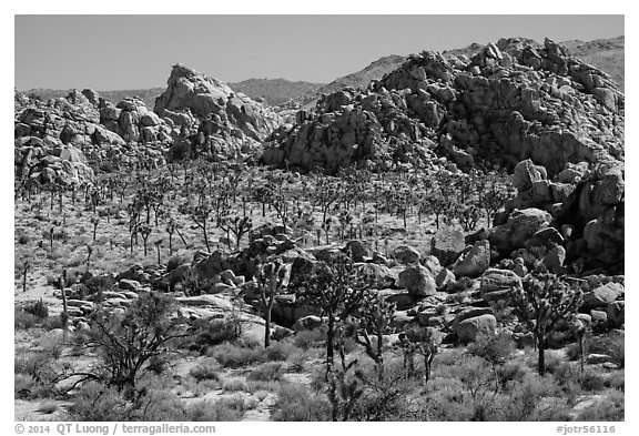 Joshua tree forest and piles of boulders. Joshua Tree National Park (black and white)