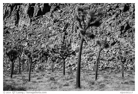 Palm tree yuccas and fractured cliff. Joshua Tree National Park (black and white)