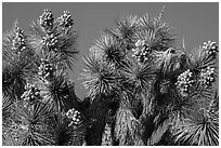 Top of Joshua tree with seeds. Joshua Tree National Park ( black and white)