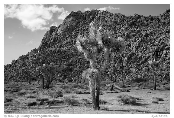 Joshua trees in seed and towering boulder wall. Joshua Tree National Park (black and white)
