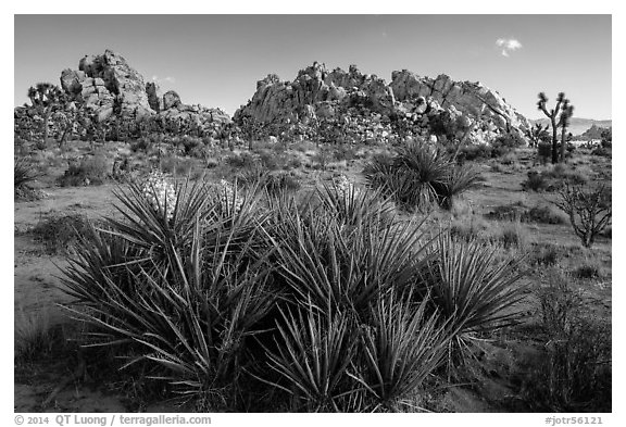 Flowering yuccas and boulders. Joshua Tree National Park (black and white)