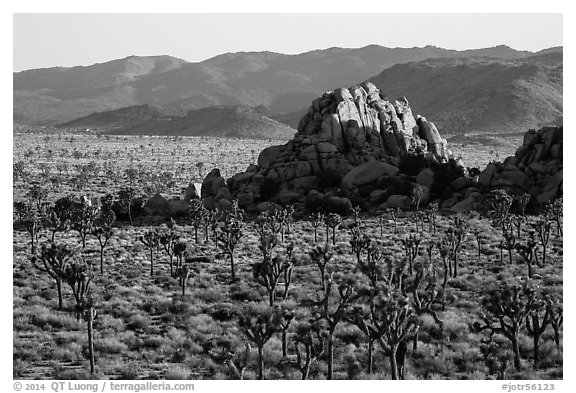 Joshua tree grove and rock outcrops in Hidden Valley. Joshua Tree National Park (black and white)