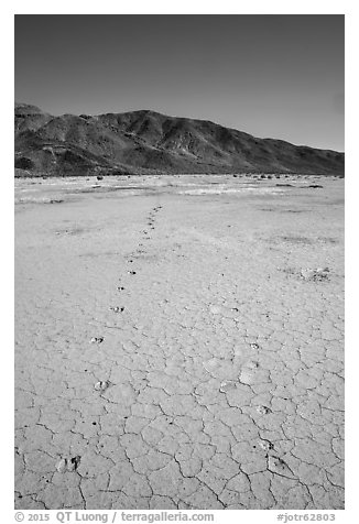 Parallel animal tracks on Pleasant Valley playa. Joshua Tree National Park (black and white)