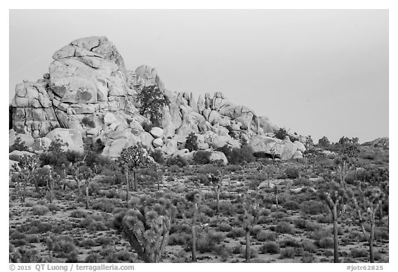 Joshua Trees, boulder outcrop, Belt of Venus. Joshua Tree National Park (black and white)