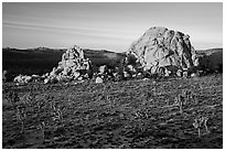 Joshua Trees and large rock formations at sunrise. Joshua Tree National Park ( black and white)