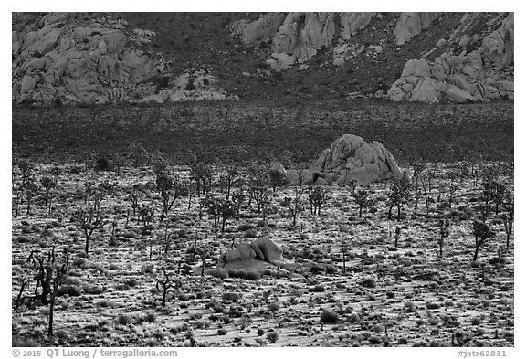 Joshua Trees and cliffs. Joshua Tree National Park (black and white)