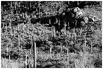 saguaro cacti forest on hillside, West Unit. Saguaro National Park, Arizona, USA. (black and white)