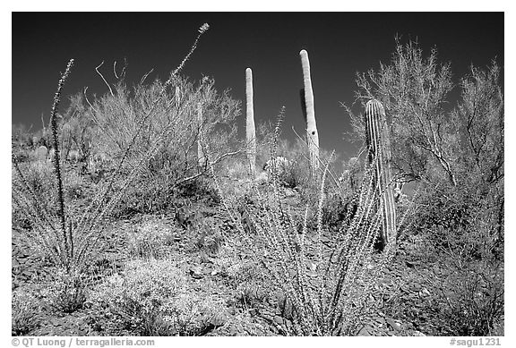 Palo verde and saguaro cactus on hillside. Saguaro National Park (black and white)